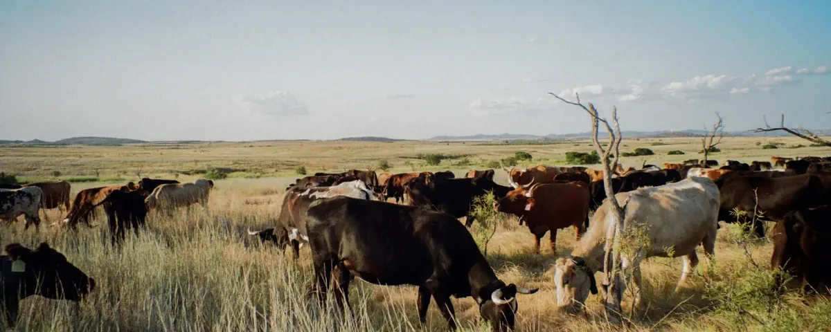 Cattle on dry range