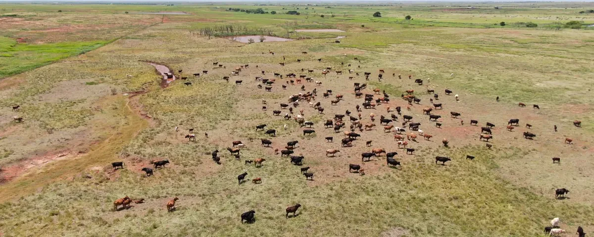Cattle spread across open range, from above