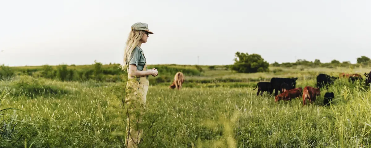 Kacie walking with cattle