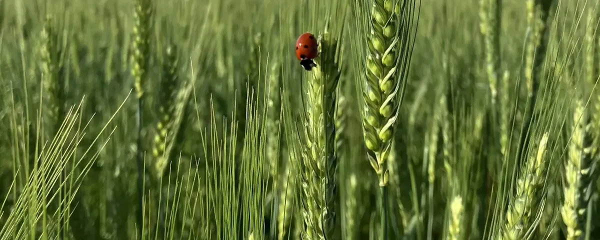 Standing wheat